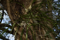 Encyclia adenocarpa