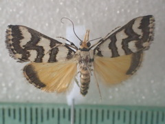 Hednotodes callichroa