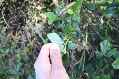 Ceanothus thyrsiflorus griseus