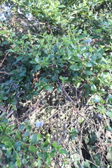 Ceanothus thyrsiflorus griseus