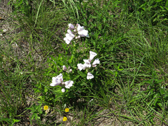 Penstemon cobaea