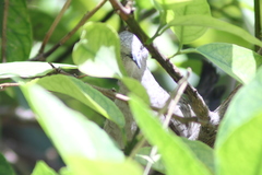 Columbina inca