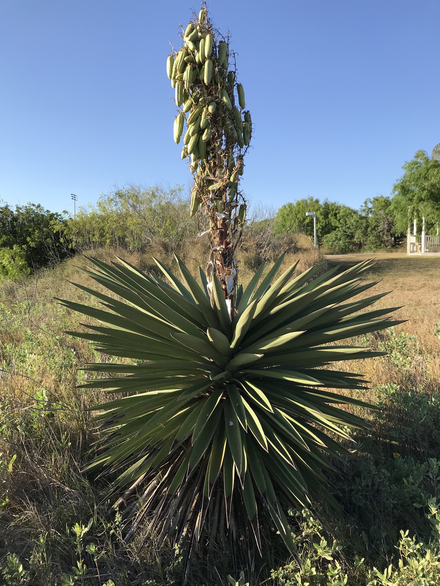 Spanish dagger (Yucca treculiana) · iNaturalist