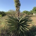 Yucca treculiana - Photo (c) bybarra1, osa oikeuksista pidätetään (CC BY-NC)