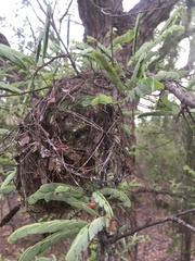 Foudia madagascariensis