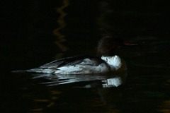 Mergus merganser