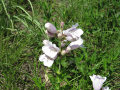 Penstemon cobaea