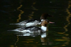 Mergus merganser
