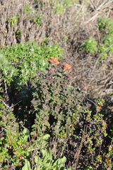 Castilleja latifolia