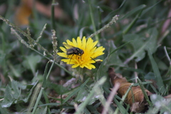 Calliphoridae