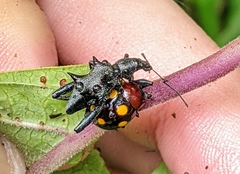 Chrysolina clarki