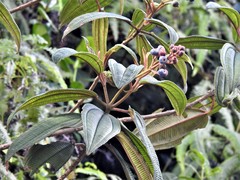 Miconia sintenisii