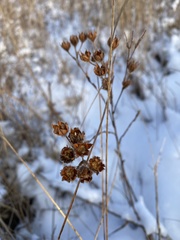 Dasiphora fruticosa