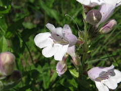 Penstemon cobaea