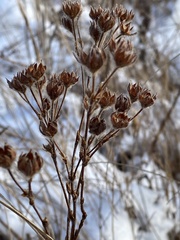 Dasiphora fruticosa