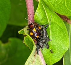 Chrysolina clarki