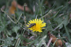 Calliphoridae