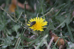 Calliphoridae