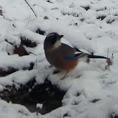 Garrulus glandarius japonicus