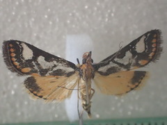 Metallarcha pseliota