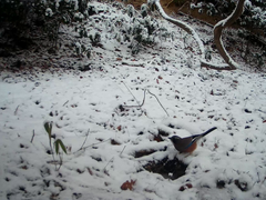 Garrulus glandarius japonicus