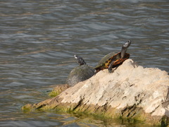 Trachemys scripta