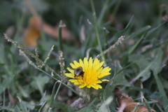 Calliphoridae