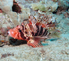 Pterois sphex