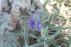 Caryopteris mongholica