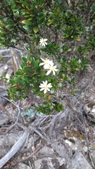 Olearia persoonioides