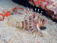 Pterois sphex