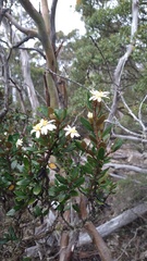 Olearia persoonioides