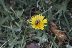 Calliphoridae