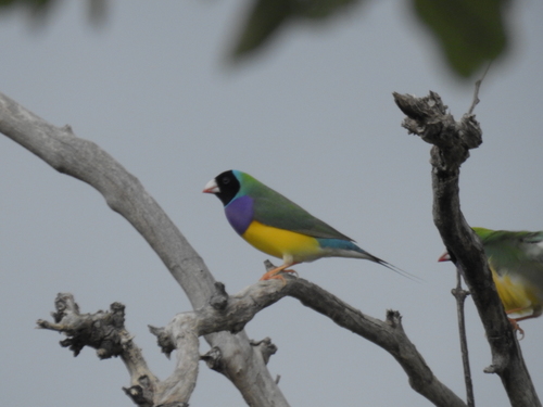 Gouldian Finch (Chloebia gouldiae), photo 4