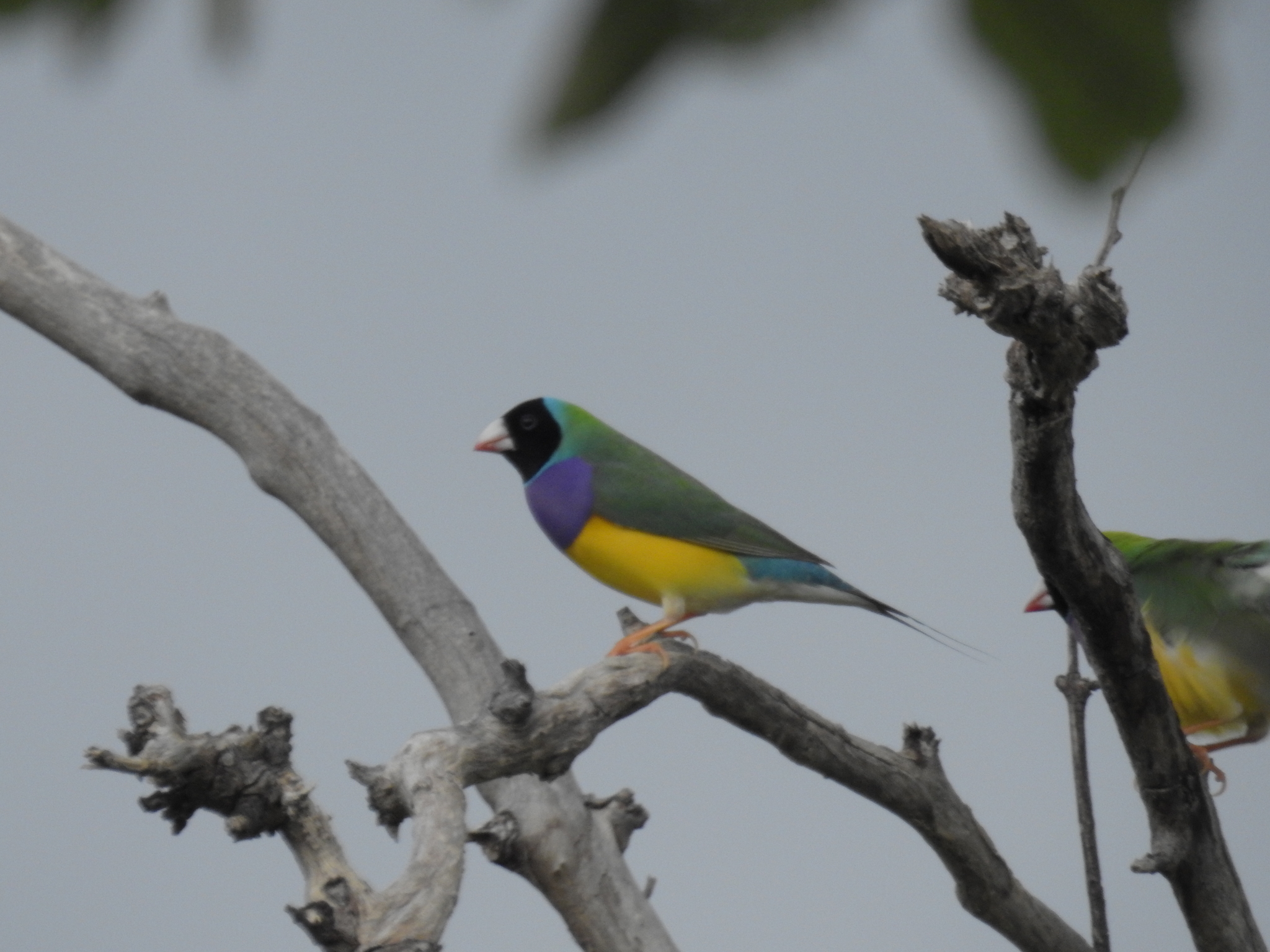 Gouldian Finch