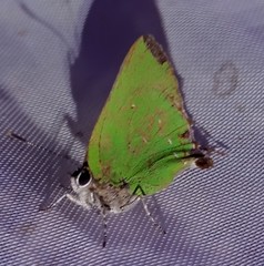 Cyanophrys miserabilis