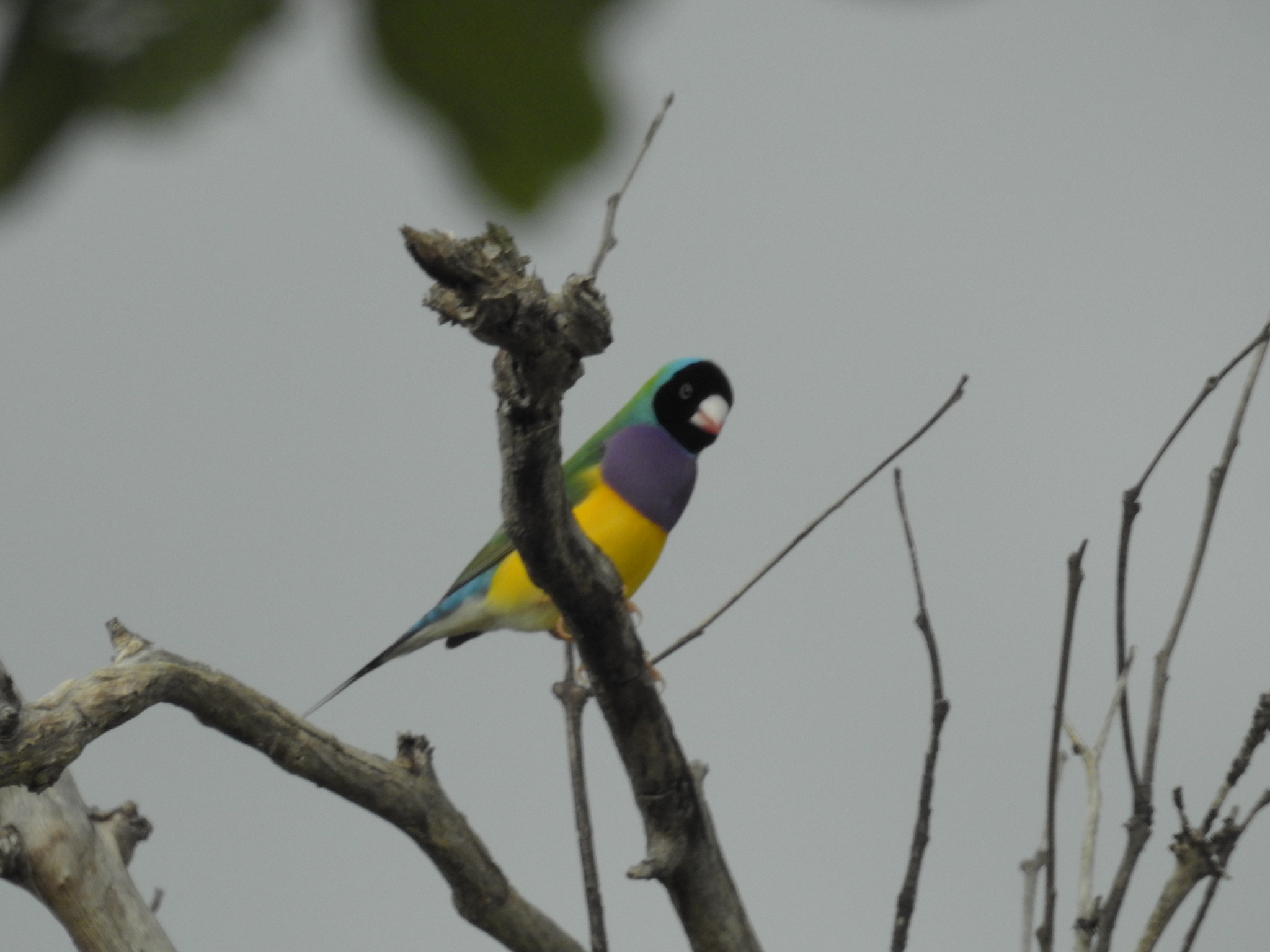 Gouldian Finch
