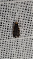 Hoplostega ochroma