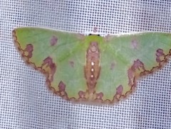 Synchlora xysteraria