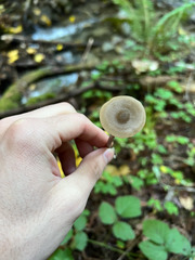 Pluteus phaeocyanopus