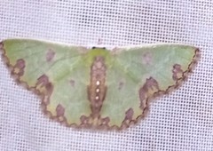 Synchlora xysteraria