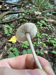 Pluteus phaeocyanopus