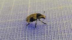 Euparius didymus