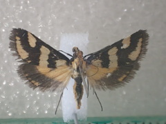 Metallarcha