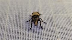 Euparius didymus
