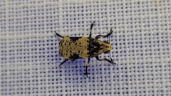 Euparius didymus