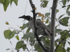 Philemon argenticeps