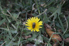 Calliphoridae