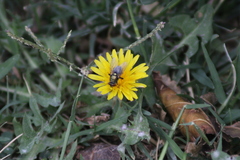 Calliphoridae