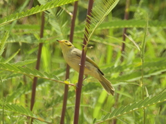 Ptilotula flavescens